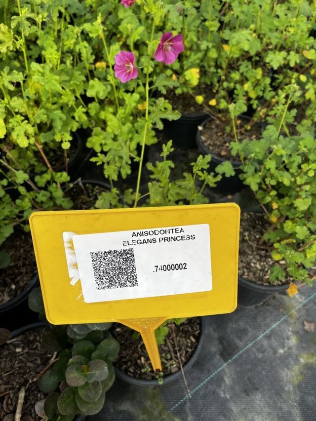 Anisodontea Elegans Princess, 9L – FOTOS REALES