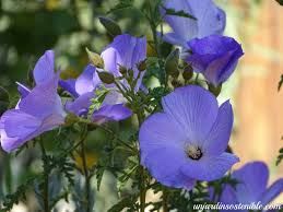 Alyogyne huegelii, 9L – FOTO REAL