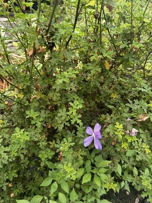 Alyogyne huegelii, 9L – FOTO REAL