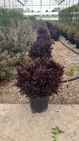 1 Alternanthera 1 magnolia susan 1 loropetalum