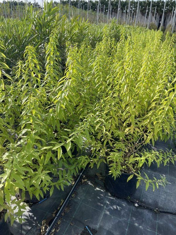 Hierba Luisa, 9L – FOTOS REALES