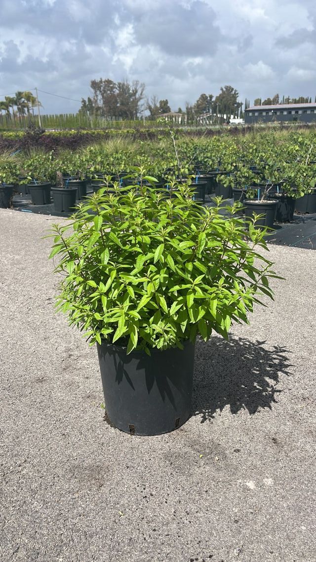 Hierba Luisa, 9L – FOTOS REALES