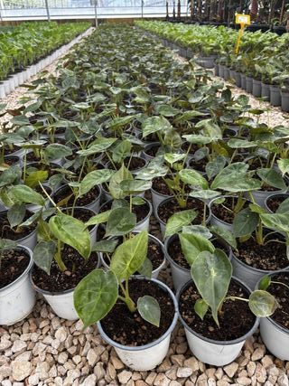 Alocasia Wentii, 9L – FOTOS REALES