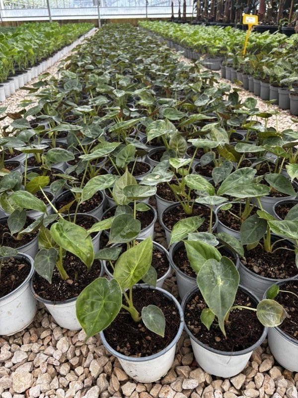Alocasia Wentii, 9L – FOTOS REALES