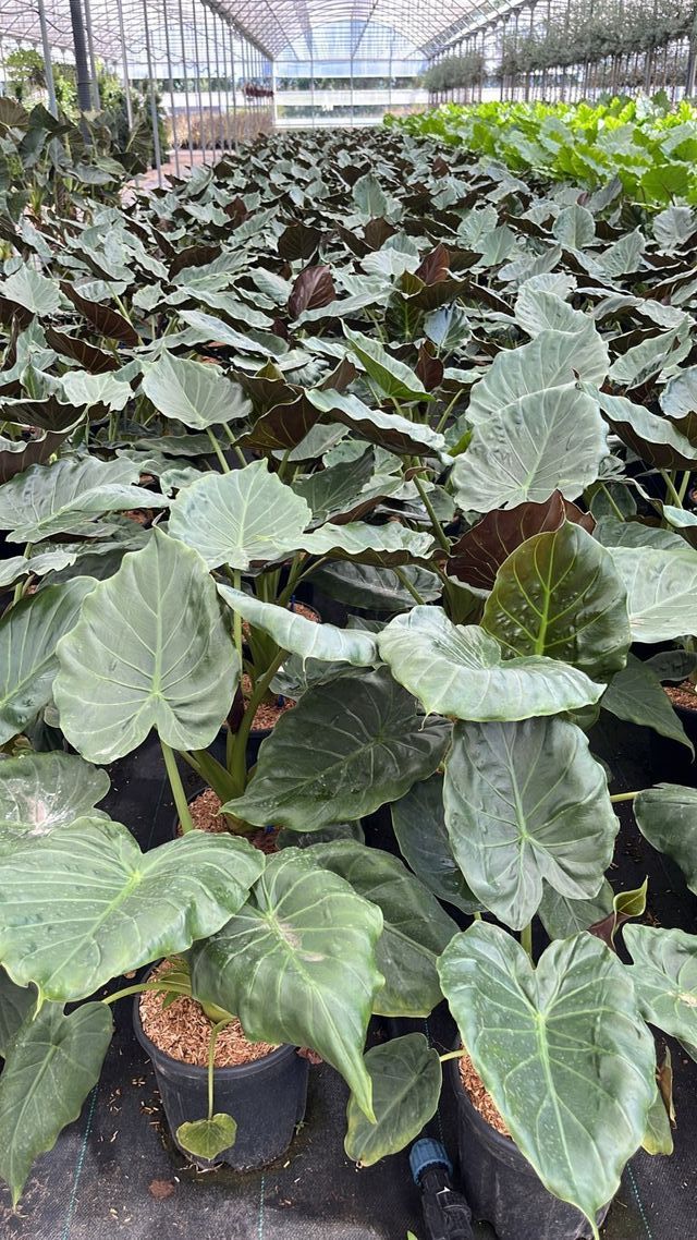 Alocasia Wentii, 9L – FOTOS REALES