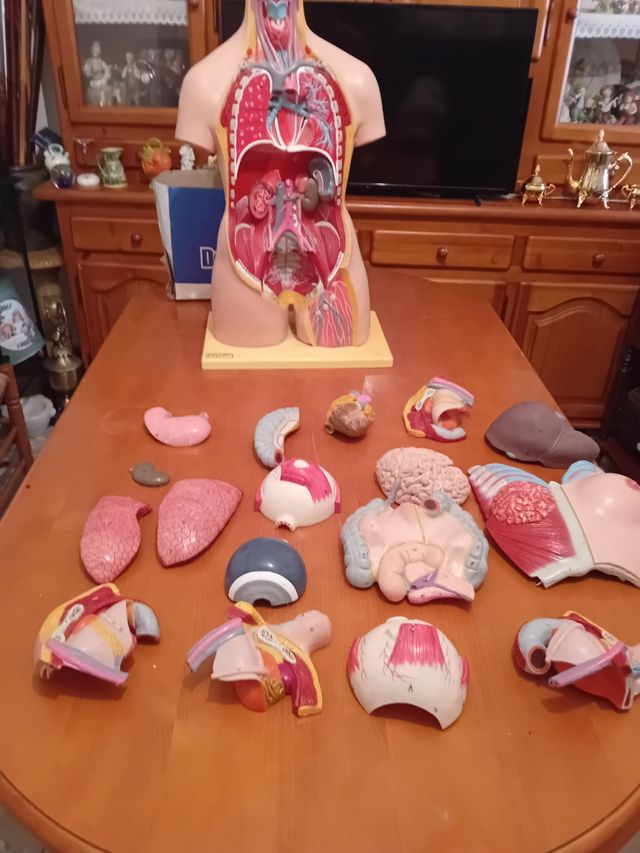 Dorso anatómico con órganos