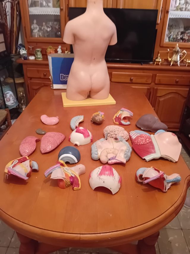 Dorso anatómico con órganos