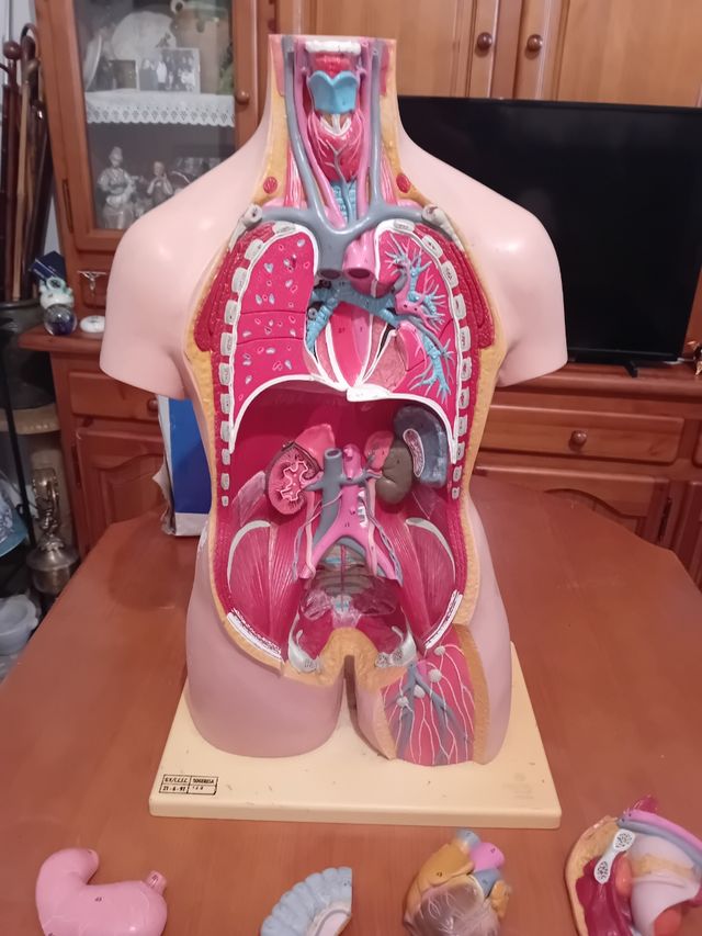 Dorso anatómico con órganos