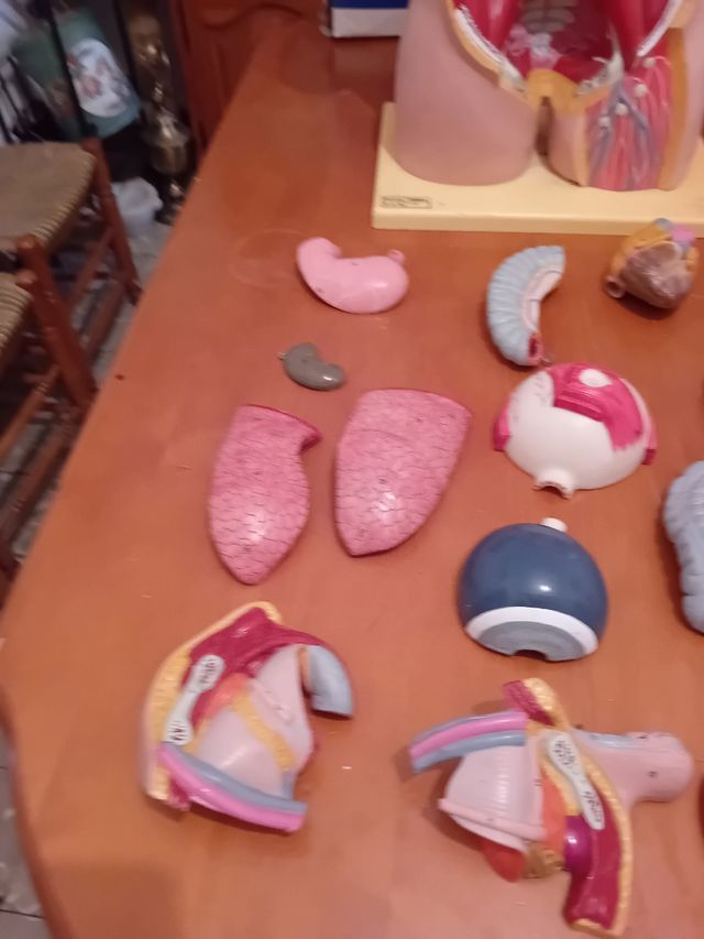 Dorso anatómico con órganos