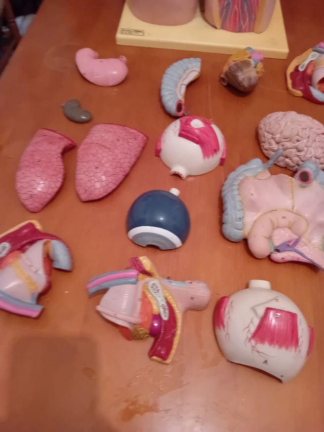 Dorso anatómico con órganos