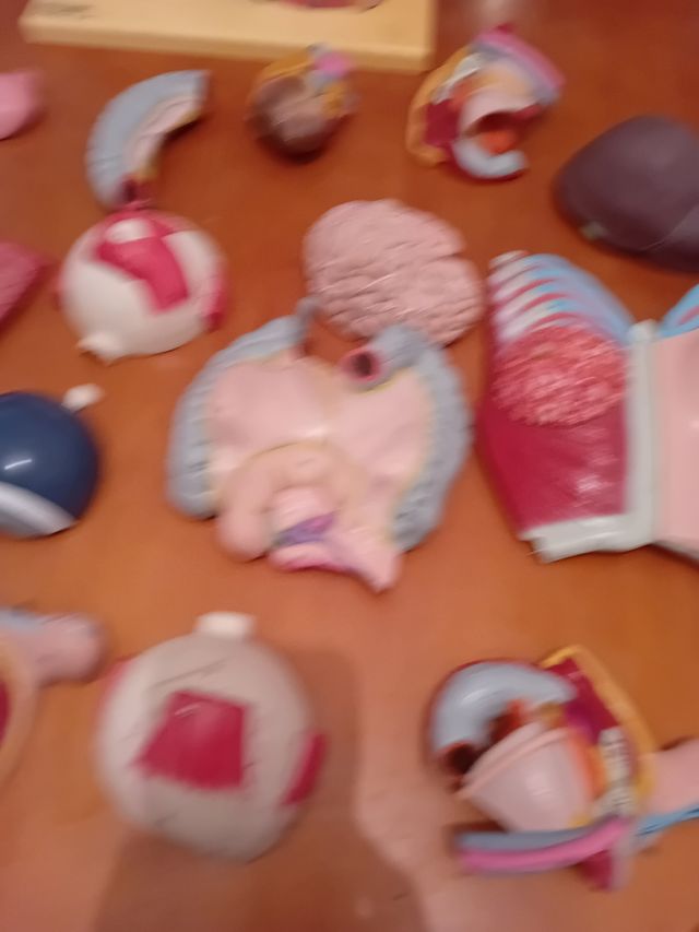 Dorso anatómico con órganos