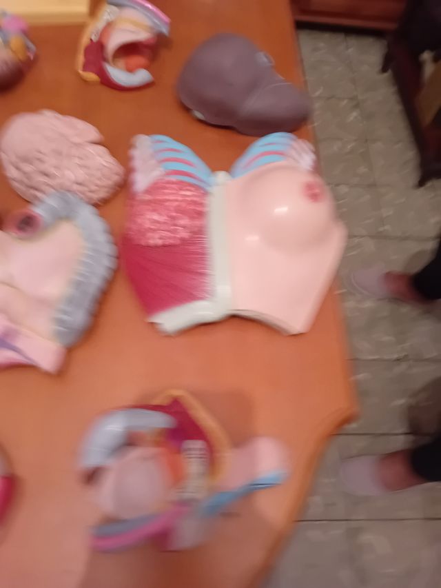 Dorso anatómico con órganos