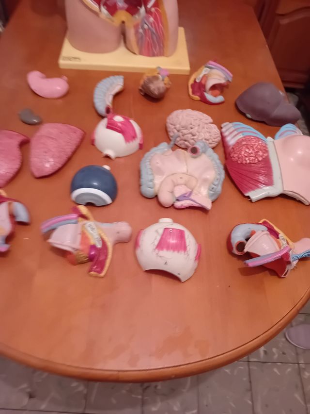 Dorso anatómico con órganos