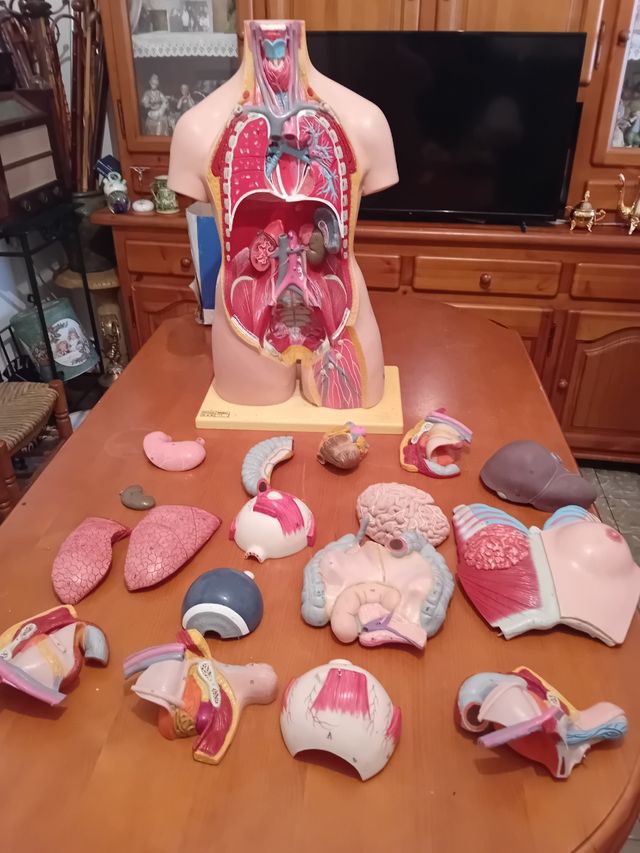 Dorso anatómico con órganos