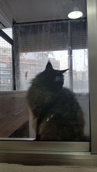 Paseo de perros y cuidado de animales