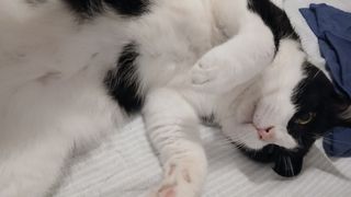 Paseo de perros y cuidado de animales