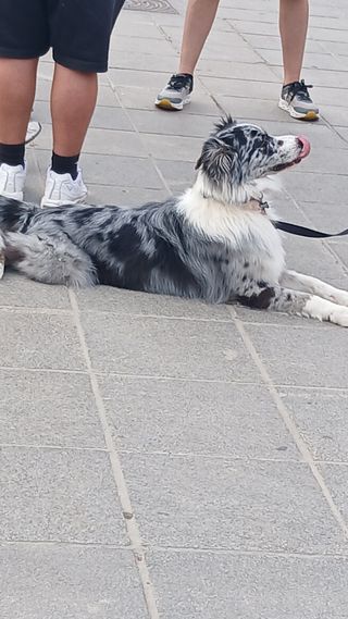 Paseo de perros y cuidado de animales