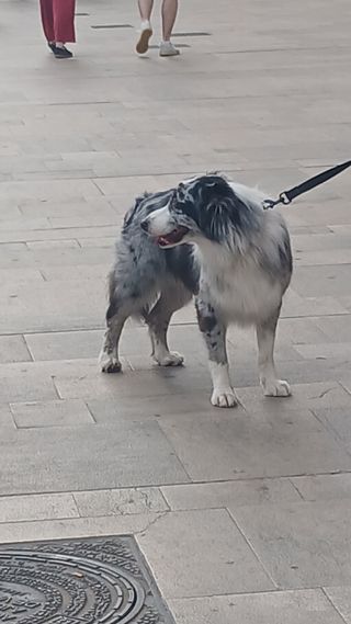 Paseo de perros y cuidado de animales