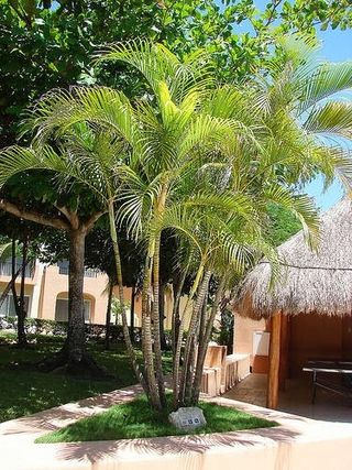 Dypsis lutescens. semillas. Areca bambú