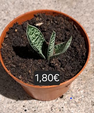 Plantas Suculentas Variadas vários preços