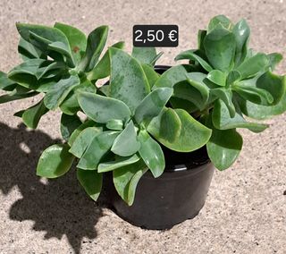 Plantas Suculentas Variadas vários preços