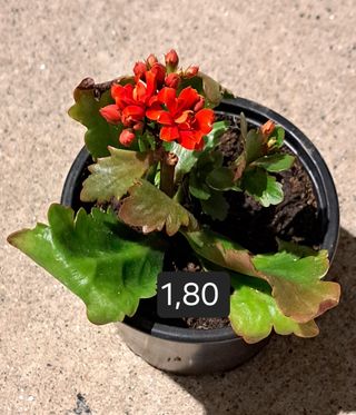 Plantas Suculentas Variadas vários preços