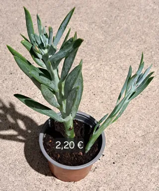 Plantas Suculentas Variadas vários preços