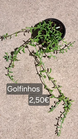 Plantas Suculentas Variadas vários preços