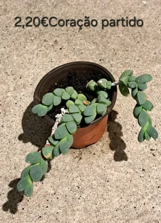 Plantas Suculentas Variadas vários preços