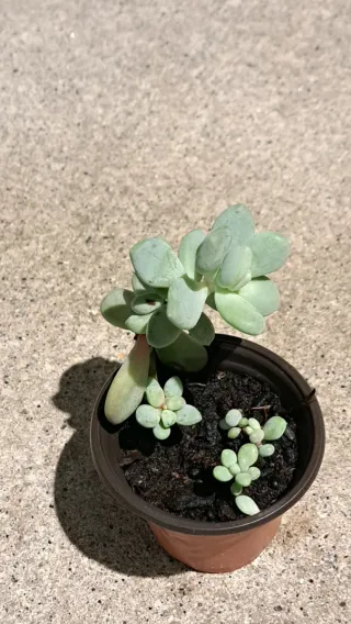 Plantas Suculentas Variadas vários preços