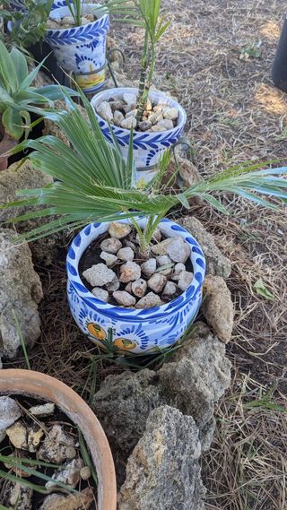 Palmera Washingtonia en Maceta Decorada