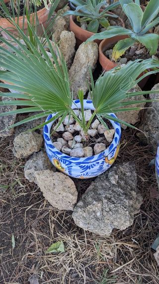 Palmera Washingtonia en Maceta Decorada