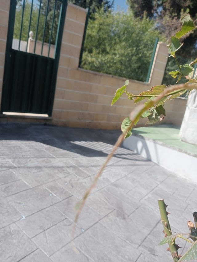 Hormigón impreso y pulido