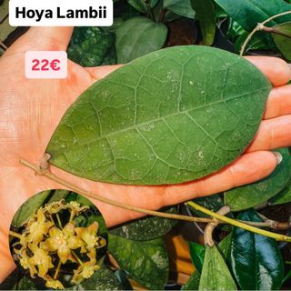 Hoya Lambii