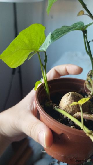 Bonsai* Batata planta minimalista