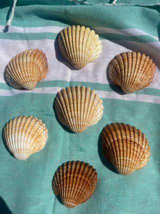 Conjunto de 7 conchas decorativas