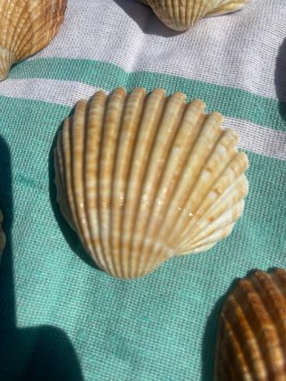 Conjunto de 7 conchas decorativas