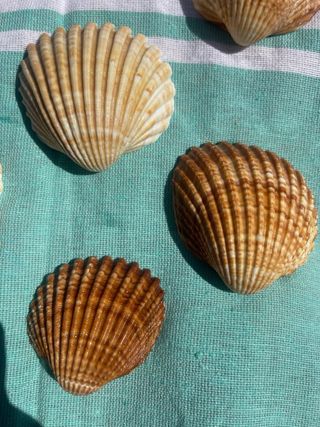 Conjunto de 7 conchas decorativas