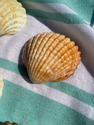 Conjunto de 7 conchas decorativas