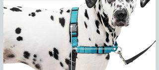 Arnés Antitirones con correa para perro