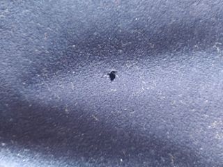 Chándal Real Madrid