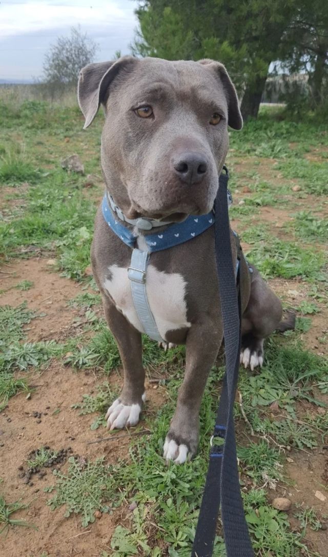 Servicio de cuidado de perros y gatos