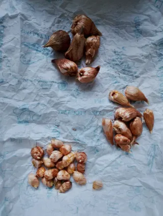 Bulbi Fresie Profumate Colori Assortiti