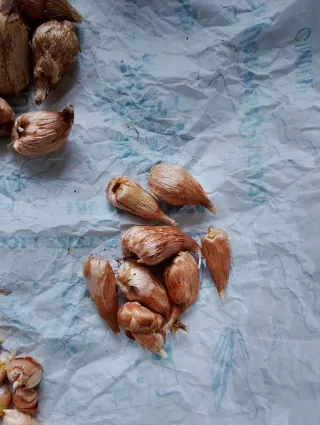 Bulbi Fresie Profumate Colori Assortiti