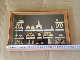 Cuadro Fósiles Dientes Tiburón Colección