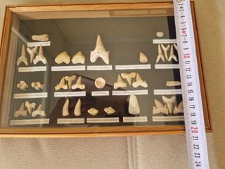 Cuadro Fósiles Dientes Tiburón Colección