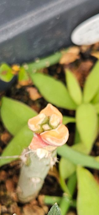 Ariocarpus cactus