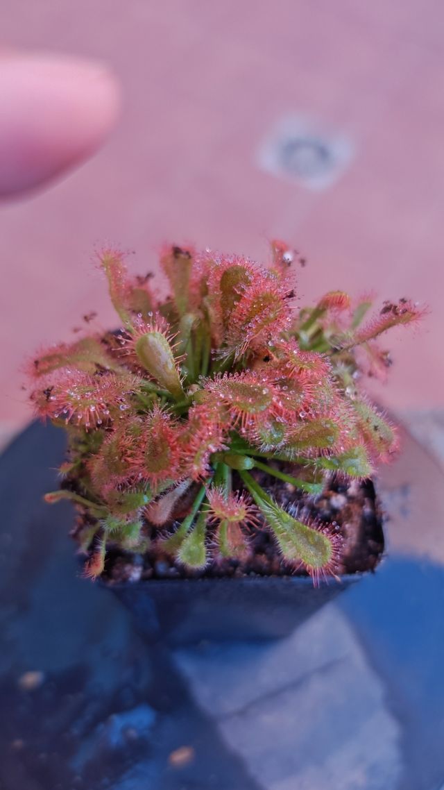 Drosera Spatulata x Ultramafica