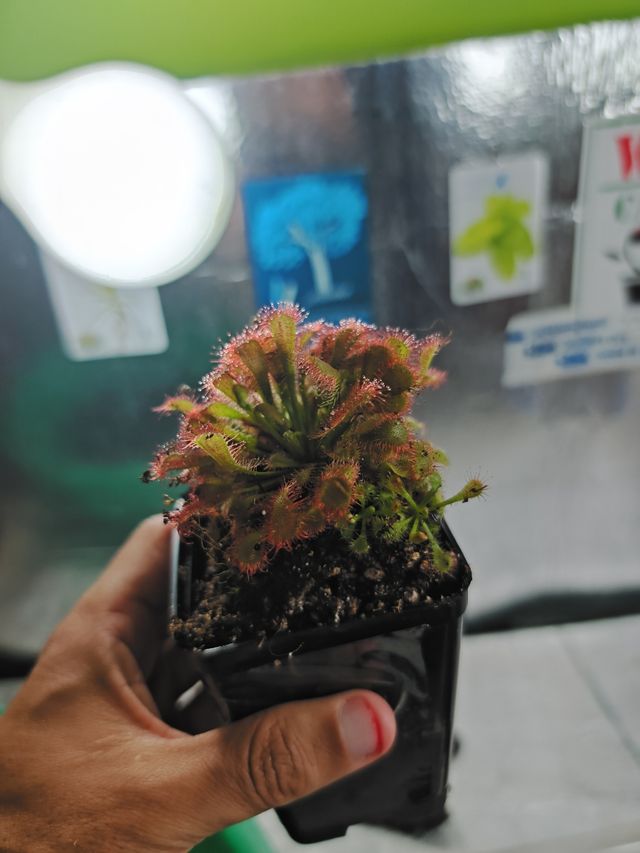 Drosera Spatulata x Ultramafica