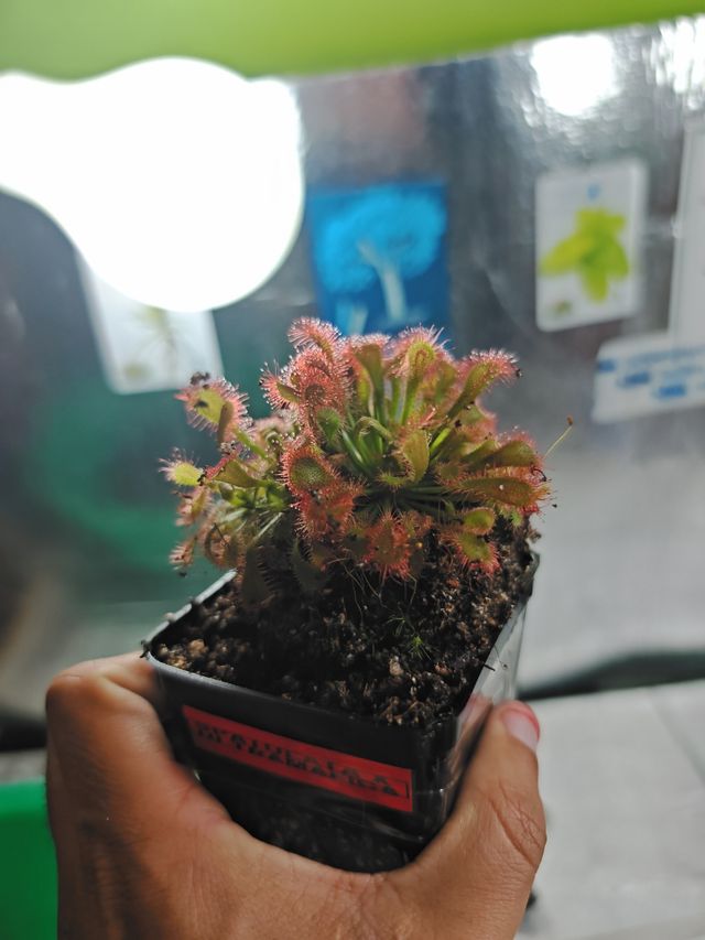 Drosera Spatulata x Ultramafica